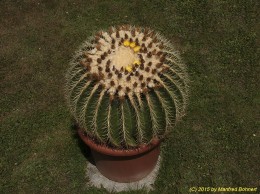 Echinocactus grusonii 1250